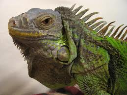 chameleon 